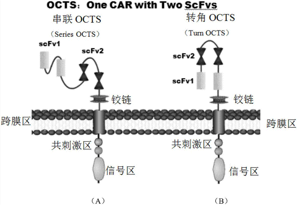 OCTS-CAR double-targeting chimeric antigen receptor, coding gene, recombinant expression vector and establishment and application of OCTS-CAR double-targeting chimeric antigen receptor, coding gene and recombinant expression vector