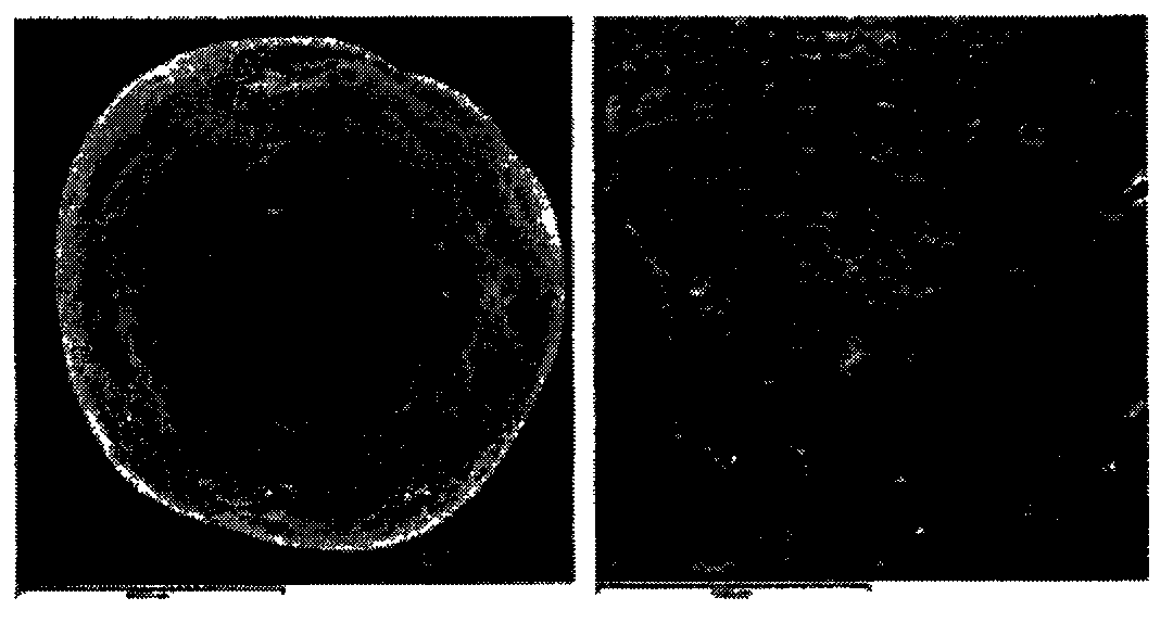 Preparation method for venlafaxine hydrochloride sustained-release pellet