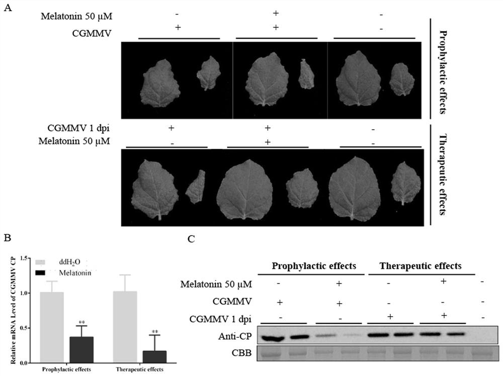 Application of melatonin in prevention and treatment of cucumber green mottle mosaic virus and method for enhancing prevention and treatment effect of melatonin in cooperation with melatonin