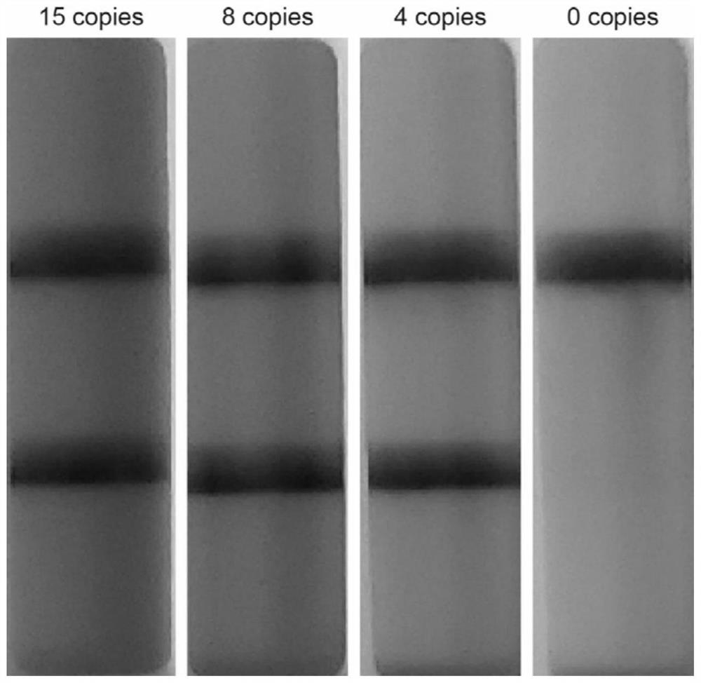 Virus recombinase-polymerase amplification detection method
