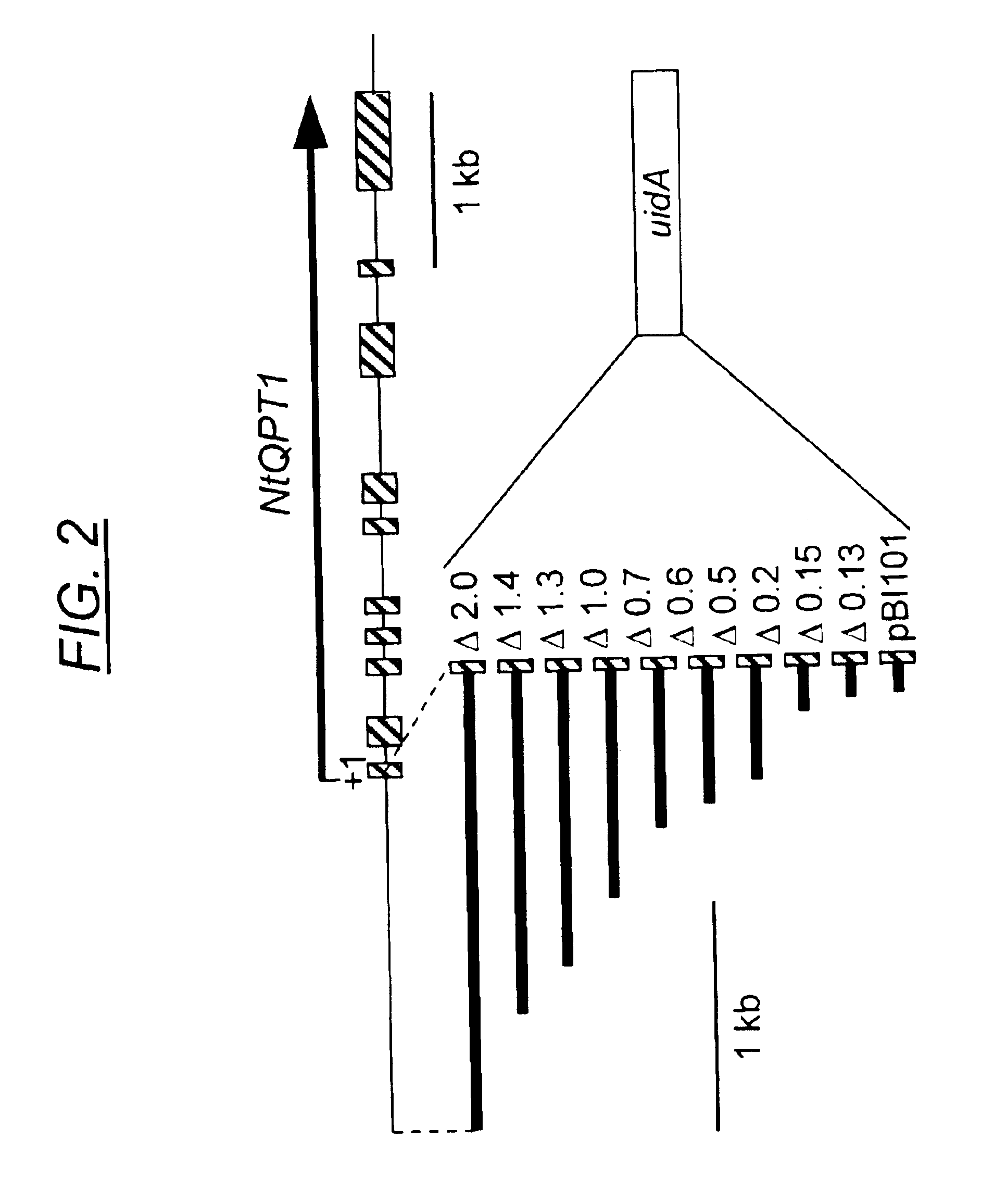 Promoter fragment that is recognized by the product of the tobacco Nic gene