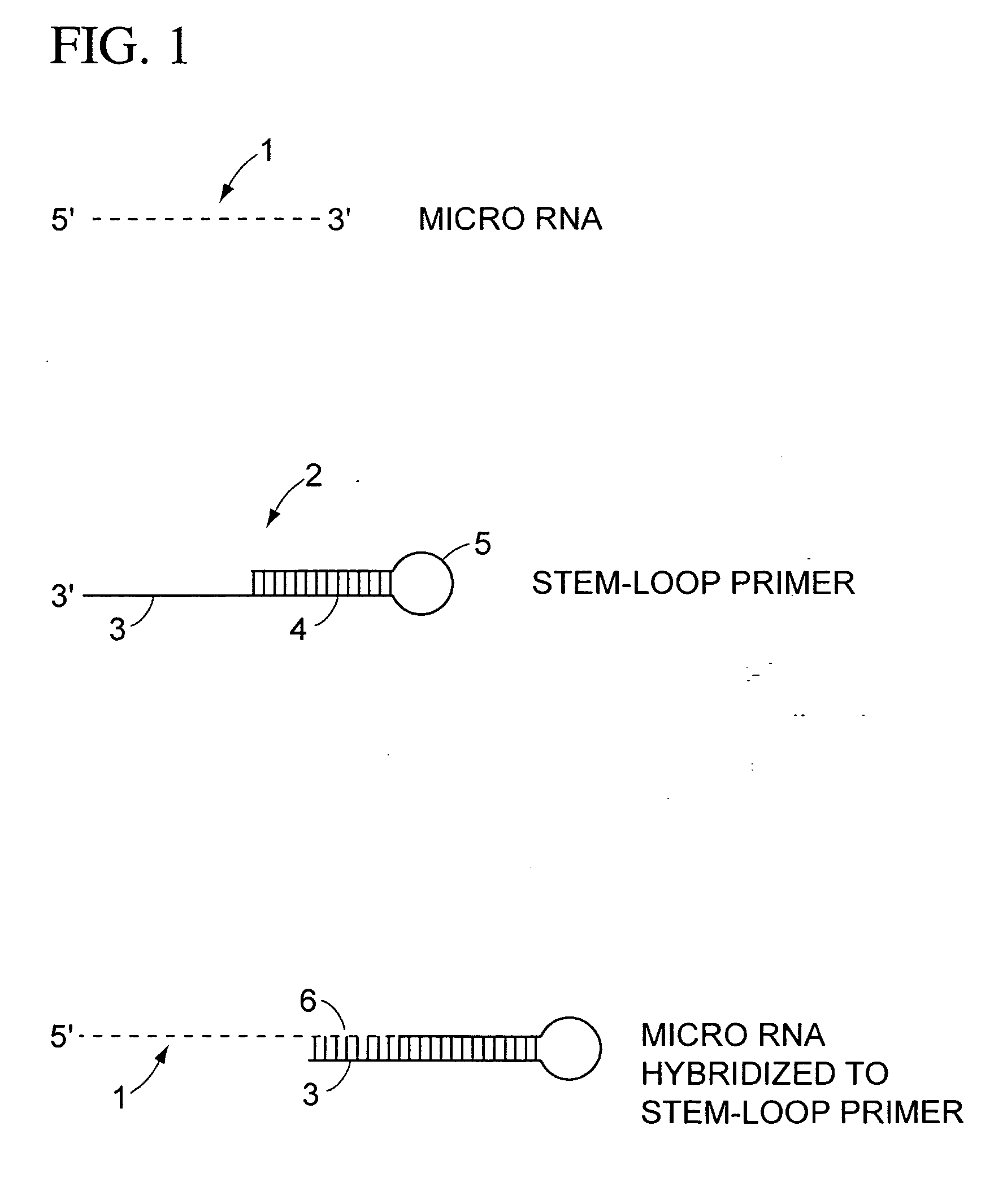 Method for identifying medically important cell populations using micro RNA as tissue specific biomarkers