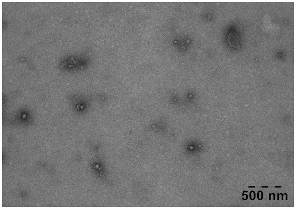 A kind of drug-loaded bacterial outer membrane vesicle and its preparation method and application