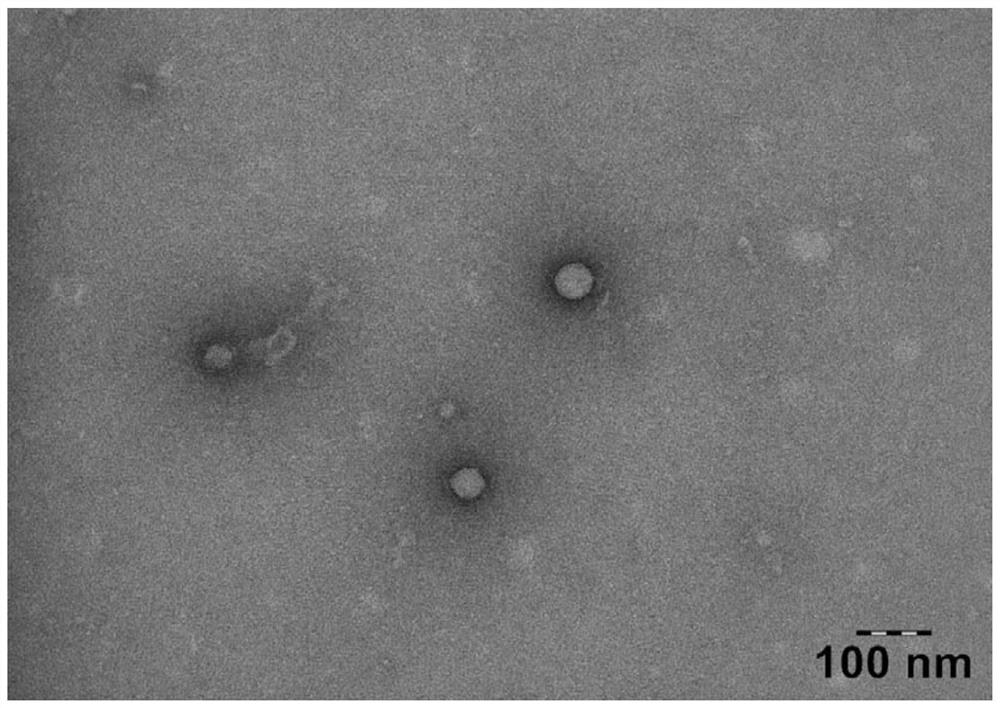 A kind of drug-loaded bacterial outer membrane vesicle and its preparation method and application