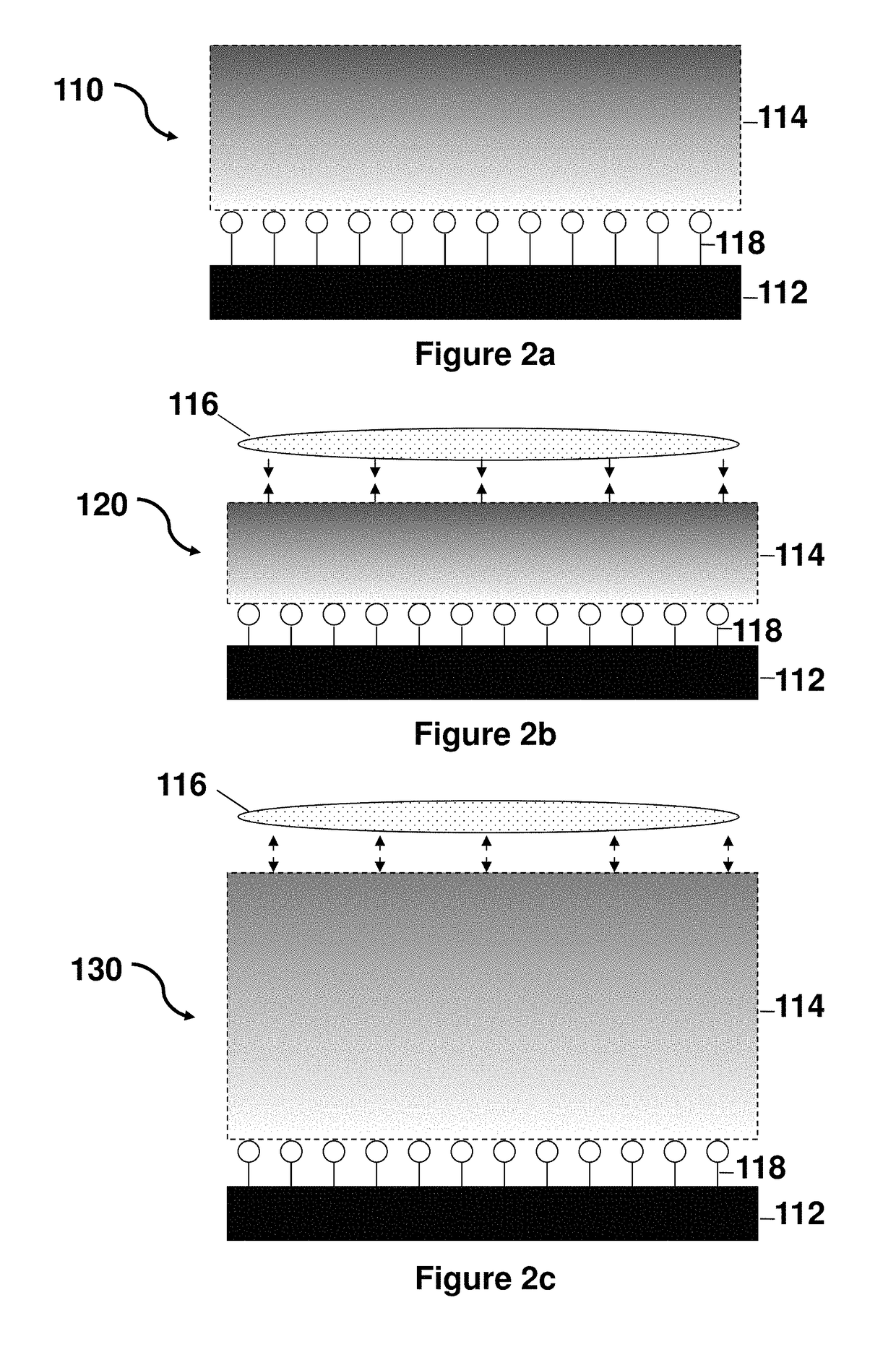 Thermoresponsive cell culture supports