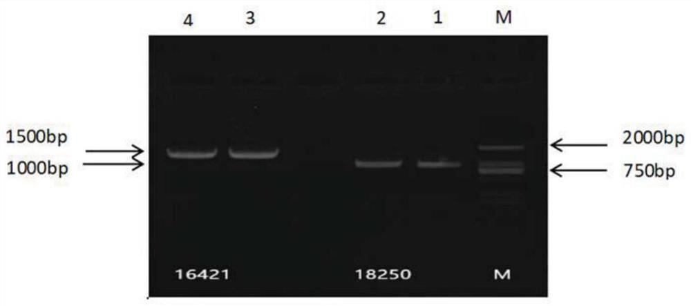 A kind of gene of transcription factor lcbhlh16421 of Liriodendron tulipifera and its application