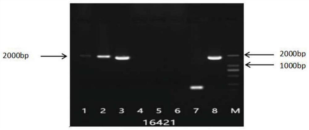 A kind of gene of transcription factor lcbhlh16421 of Liriodendron tulipifera and its application