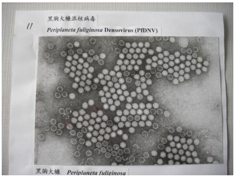 A qualitative and quantitative detection method of Periplaneta melanogaster densovirus and its application