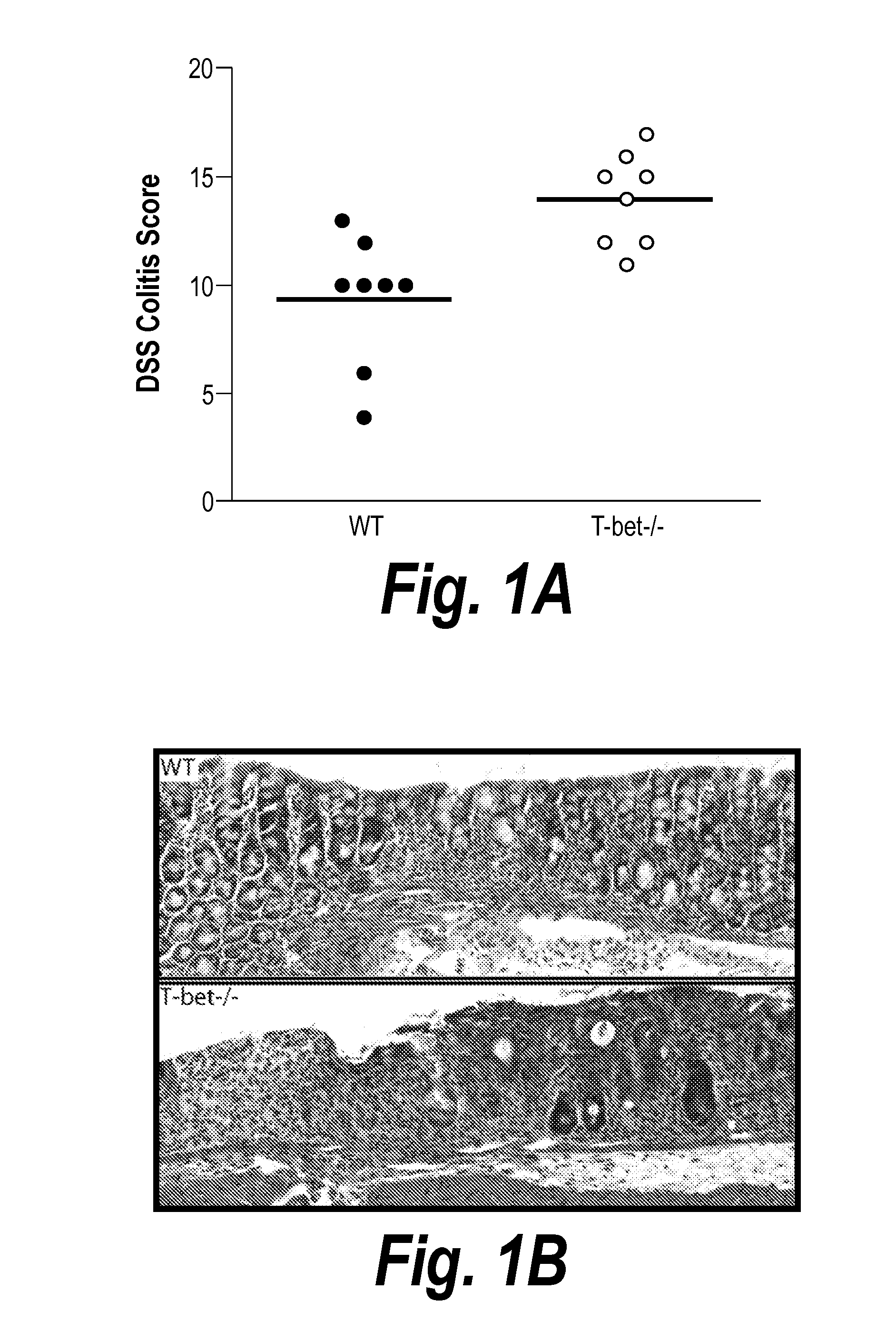 Compositions and methods for the treatment and prevention of ulcerative colitis and colon cancer and screening methods to identify same