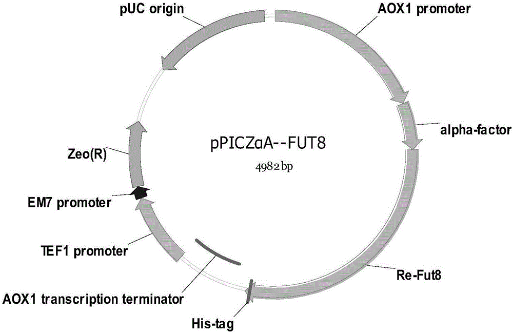 Method for secreting and producing human-derived core fucose-base transferases by aid of pichia pastoris expression systems