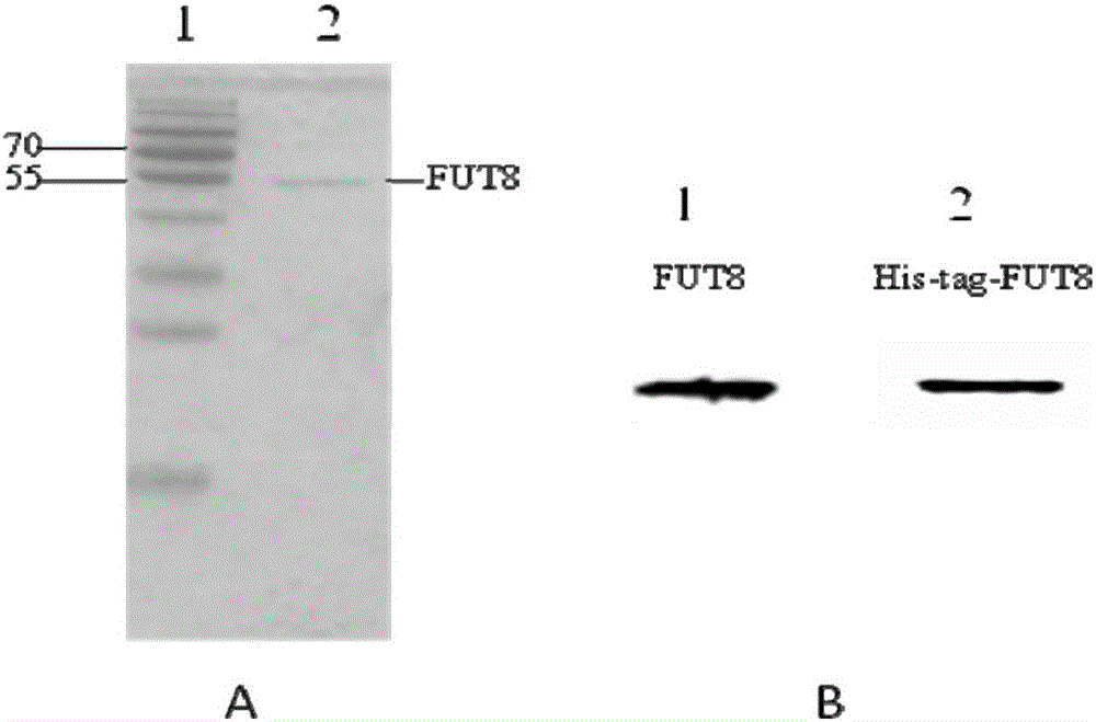 Method for secreting and producing human-derived core fucose-base transferases by aid of pichia pastoris expression systems