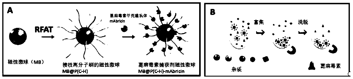 A gold/quantum dot nanoprobe for the detection of active ricin in complex matrices and its application