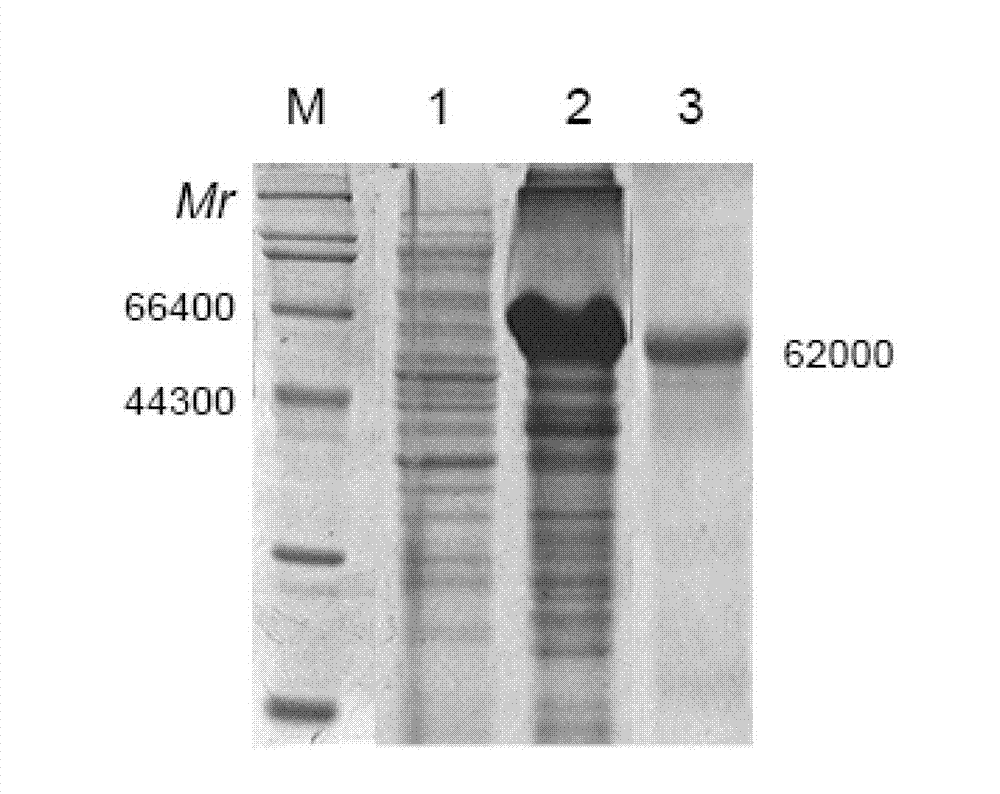 ELISA (enzyme-linked immunosorbent assay) method for quickly testing C-Myc by using monoclonal antibody