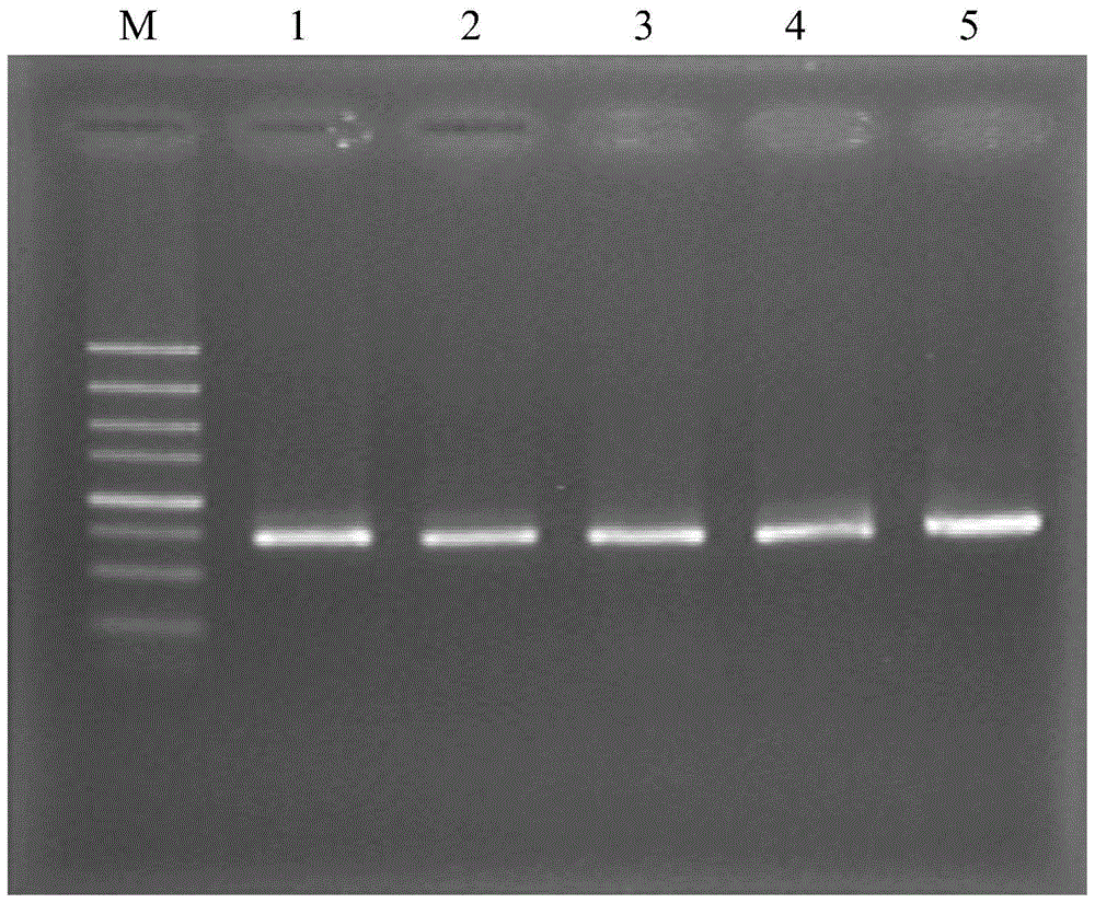 A PCR primer for identifying codling moth cell lines and its identification method