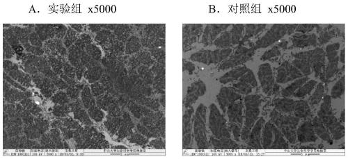 Environment-friendly composite mildew-proof preservative and application thereof