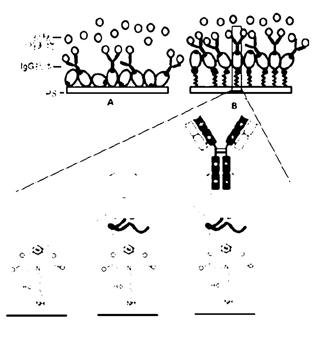 Stereotactic fixing method of IgG antibody on surface of polystyrene carrier