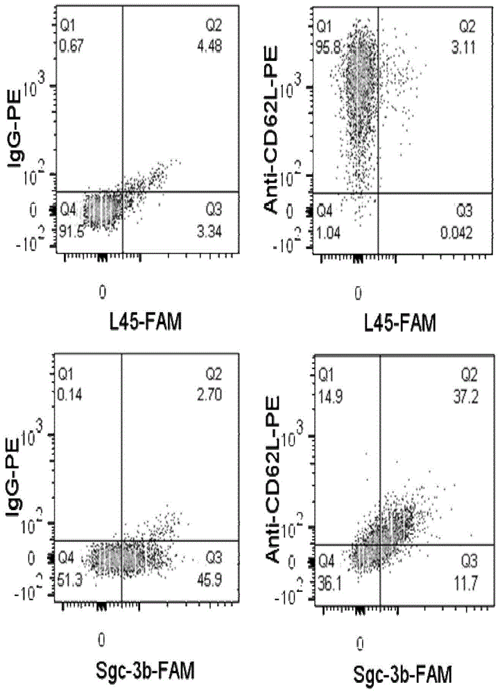 Application of aptamer in recognition of L selectin and combination with L selectin