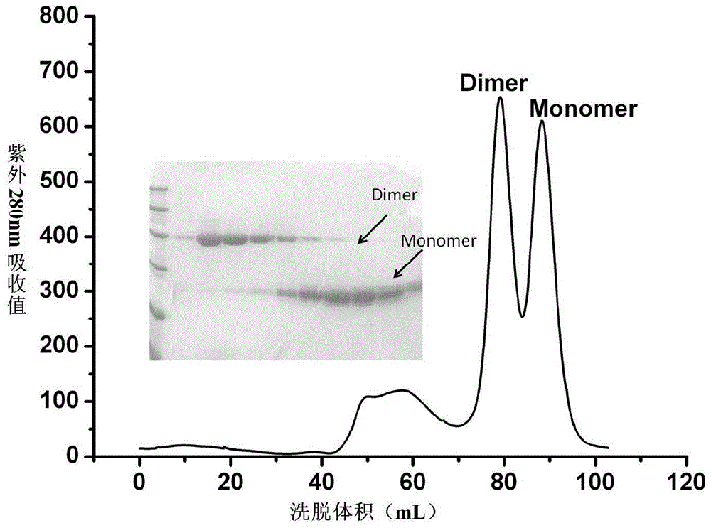 A kind of middle east respiratory syndrome coronavirus antibody and preparation method thereof