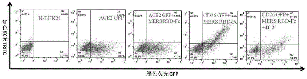 A kind of middle east respiratory syndrome coronavirus antibody and preparation method thereof