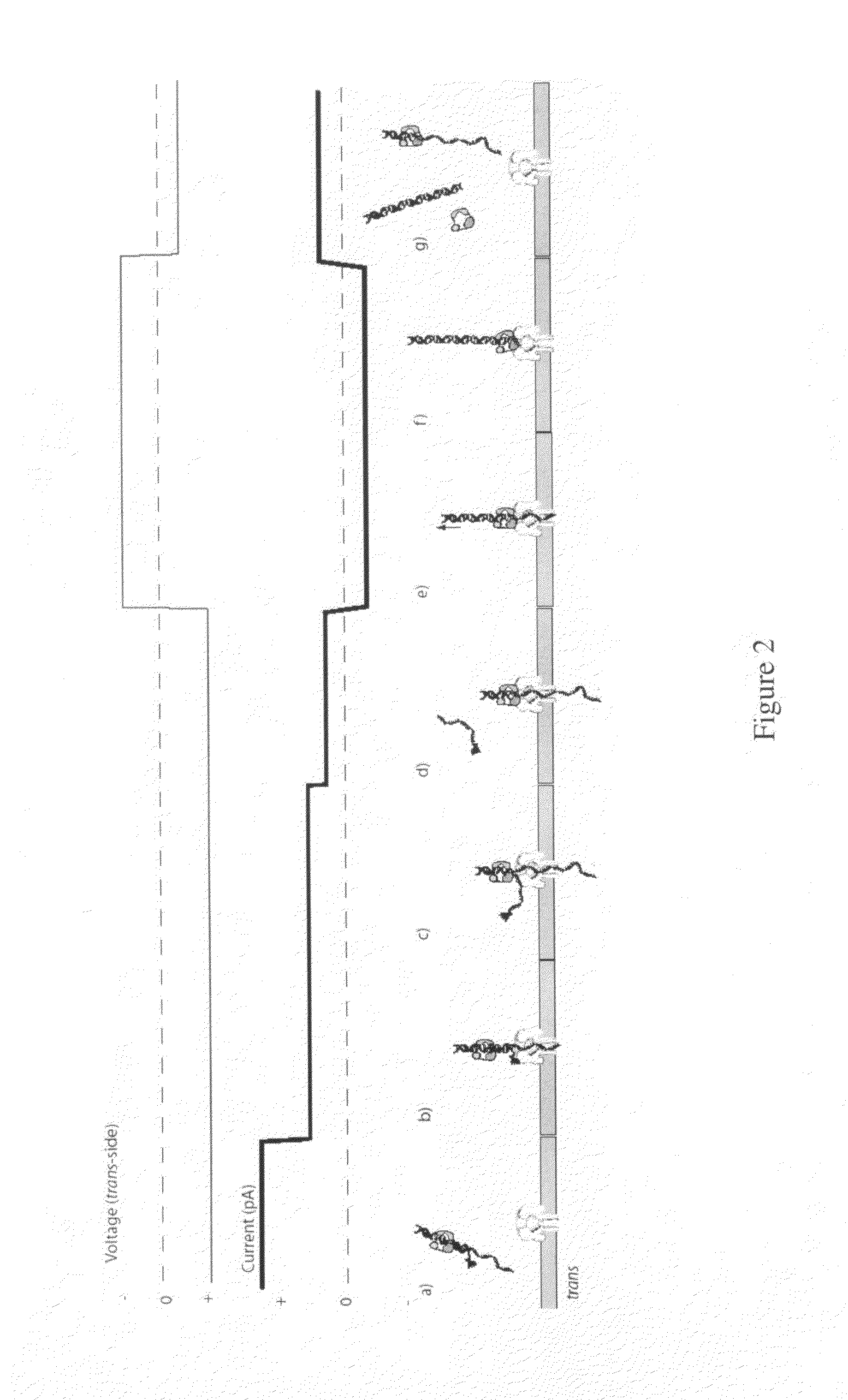 Compositions, devices, systems, and methods for using a nanopore