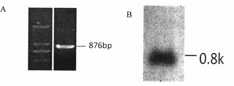 Polypeptide for localizing proteins on cell membranes and/or cell walls and application thereof