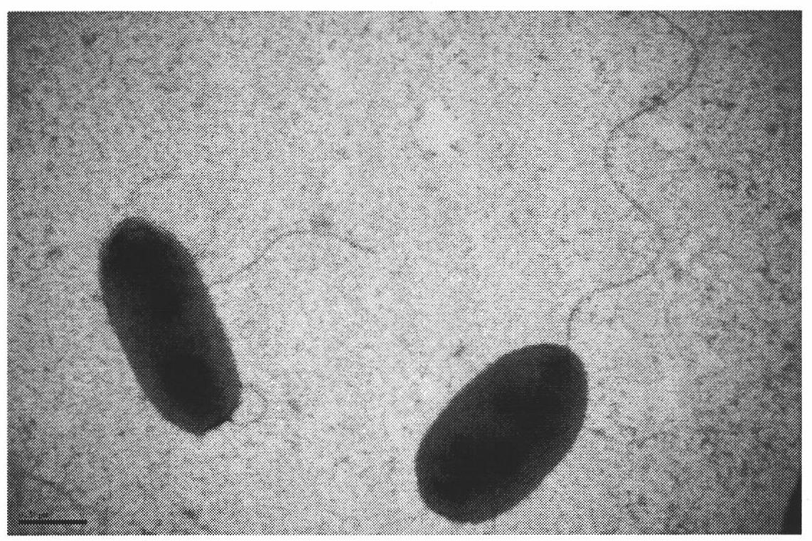 Pseudomonad ZCJ bacterial strain applied to nicotine degradation of tobacco and screening method and application thereof