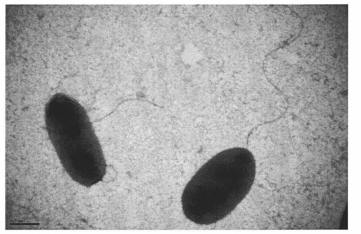 Pseudomonad ZCJ bacterial strain applied to nicotine degradation of tobacco and screening method and application thereof