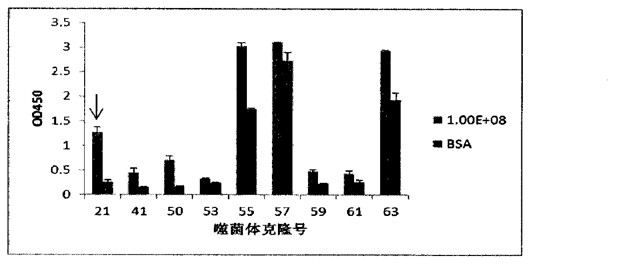 Structure and use of Japanese encephalitis virus envelope protein binding peptide