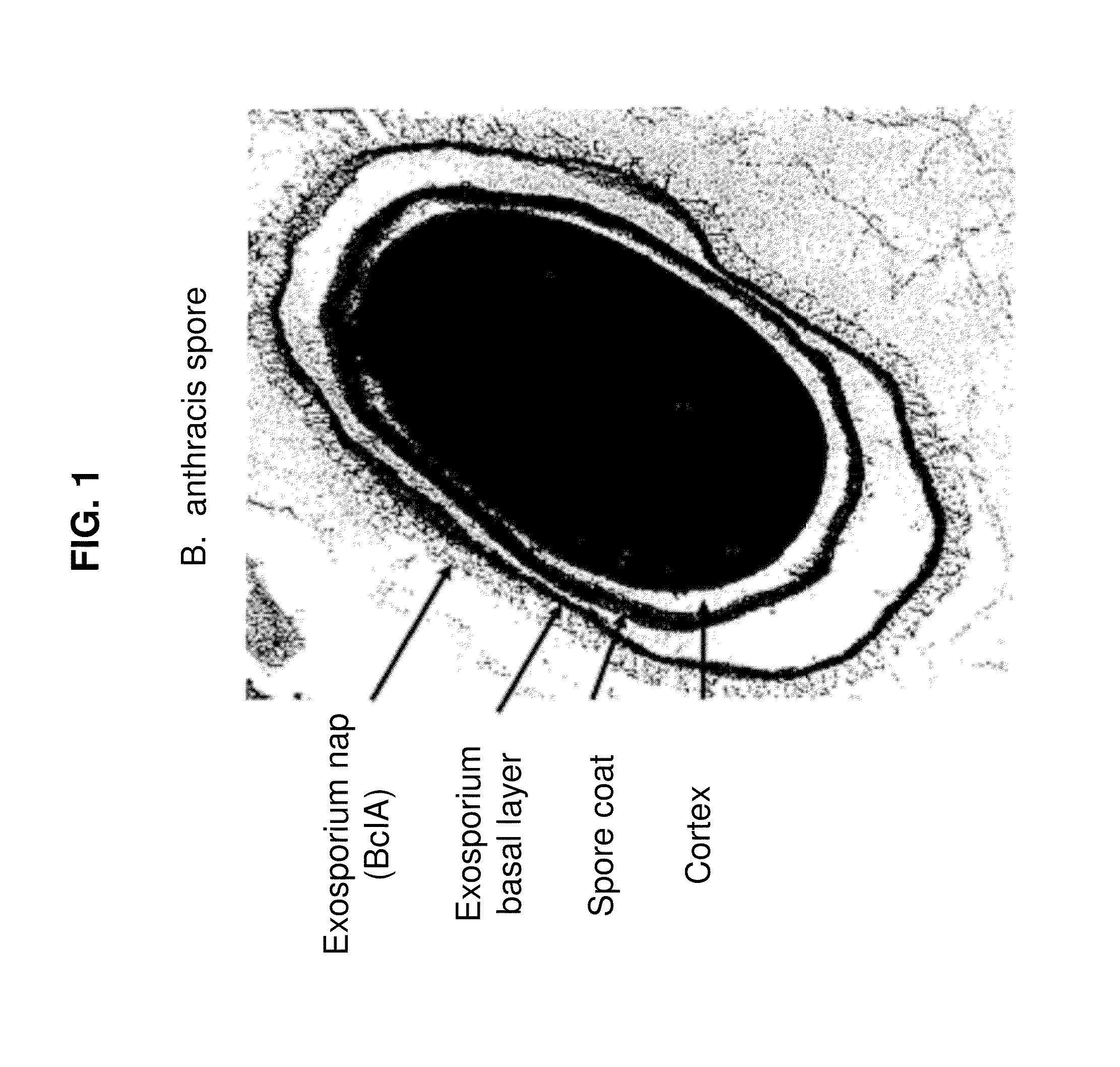 <i>Bacillus </i>based delivery system and methods of use