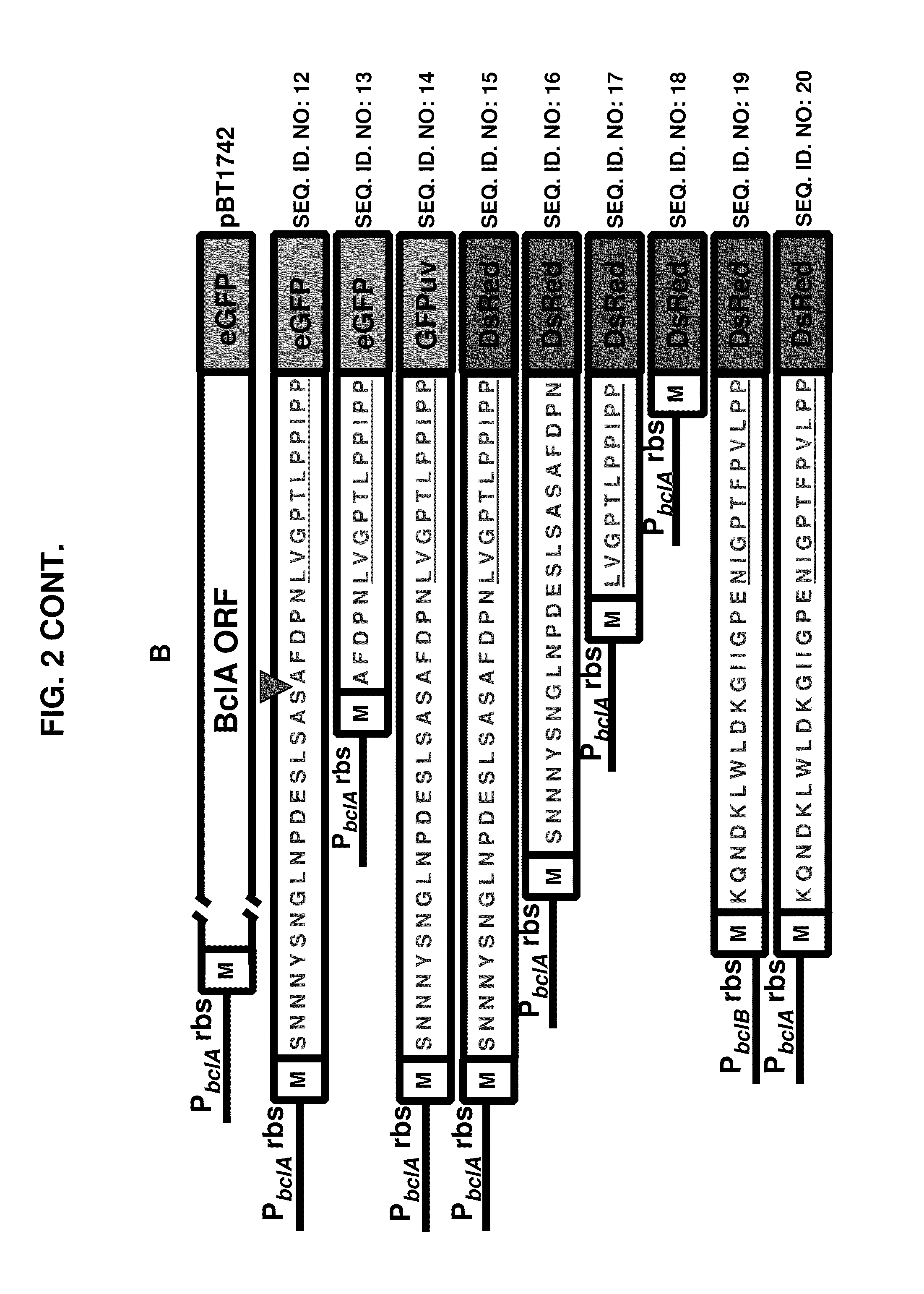 <i>Bacillus </i>based delivery system and methods of use