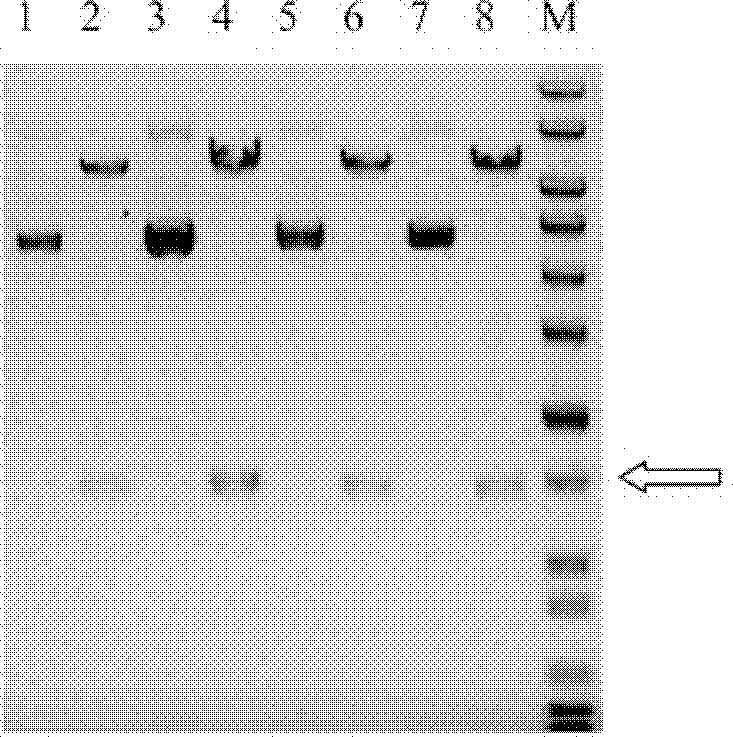 Chondrosulphatase B fusion protein, and coding gene and construction method thereof