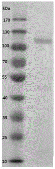 Marine bacterium Pseudoalteromonas sp SC127 and ulva sulfuric acid bhamnosan enzyme prepared from same