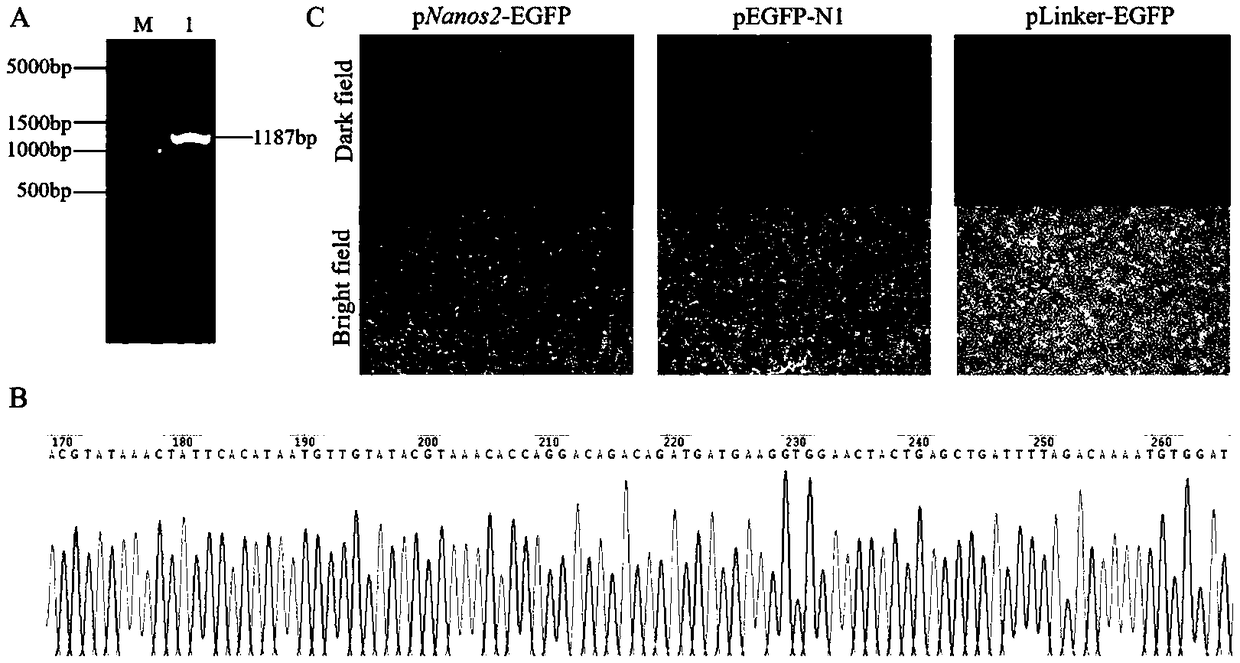 Verification method of key transcription factors in core region of Nanos2 promoter