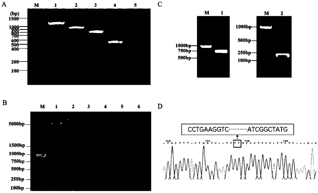 Verification method of key transcription factors in core region of Nanos2 promoter