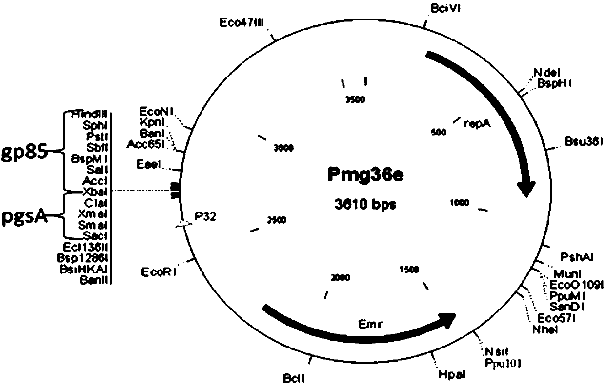 Construction method of pMG36e-pgsA-gp85 recombinant plasmid