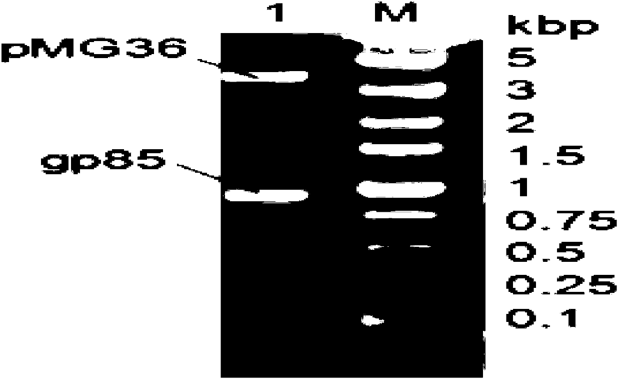 Construction method of pMG36e-pgsA-gp85 recombinant plasmid