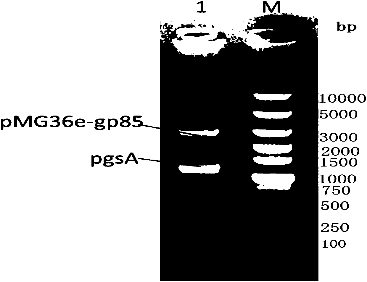 Construction method of pMG36e-pgsA-gp85 recombinant plasmid