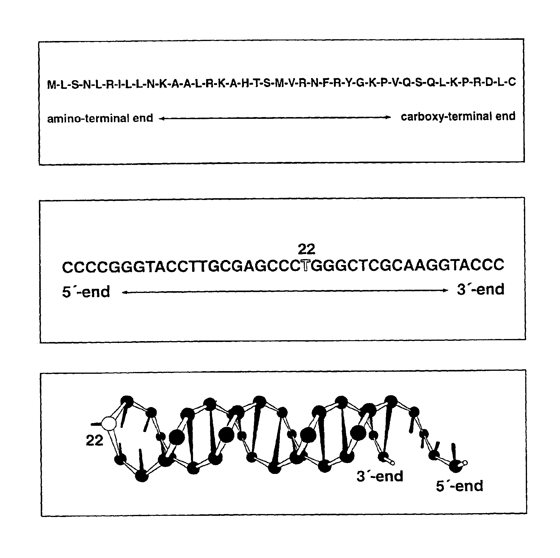 Chimerical peptide-nucleic acid fragment, process for producing the same and its for appropriately introducing nucleic acids into cell organelles and cells