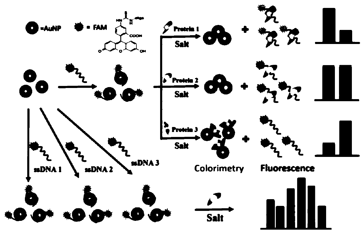 Perylene derivative probe self-assembled fluorescent sensor array for protein distinguishing detection