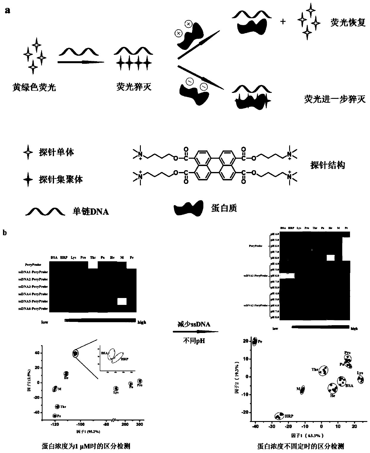 Perylene derivative probe self-assembled fluorescent sensor array for protein distinguishing detection