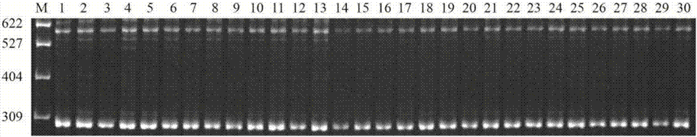 Specific molecular marker for acquiring genders of bighead carps and screening method and application thereof