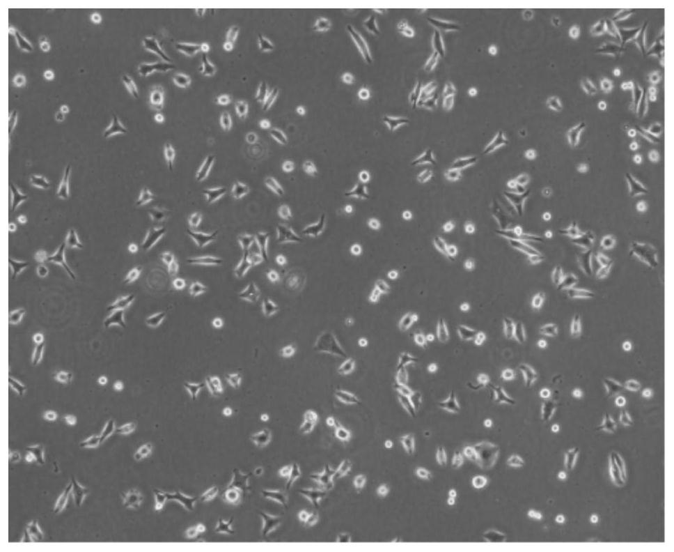 Method for obtaining artificial skin through stem cell in-vitro differentiation and application of method