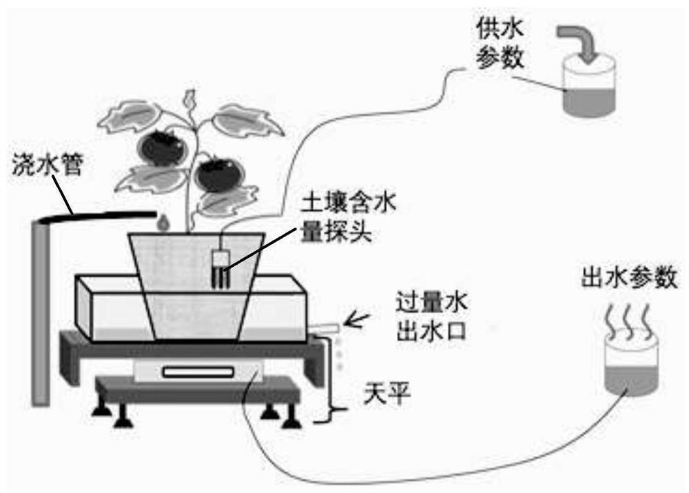 Method for quantitatively analyzing relationship between plant stomata closure and root genotype by using mutual grafts