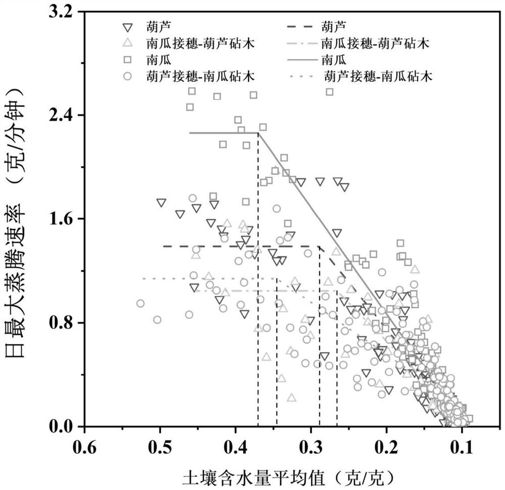 Method for quantitatively analyzing relationship between plant stomata closure and root genotype by using mutual grafts