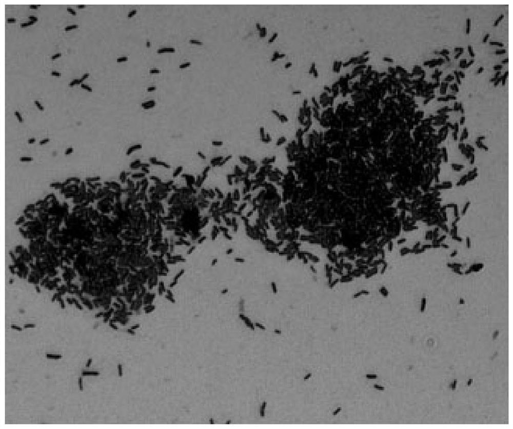 A kind of Pseudomonas monsonii and its application