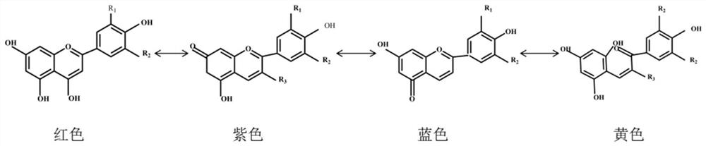 Preparation method of anthocyanin-beet element-k-carrageenan freshness indicating film