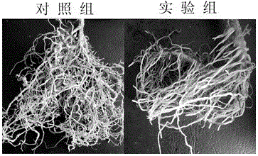 Microbial preparation for preventing and controlling plant root knot nematodes and application thereof