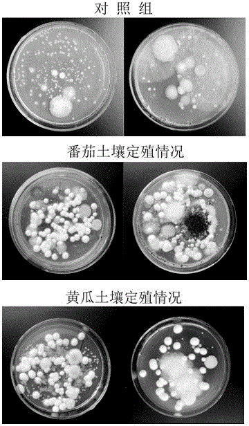 Microbial preparation for preventing and controlling plant root knot nematodes and application thereof