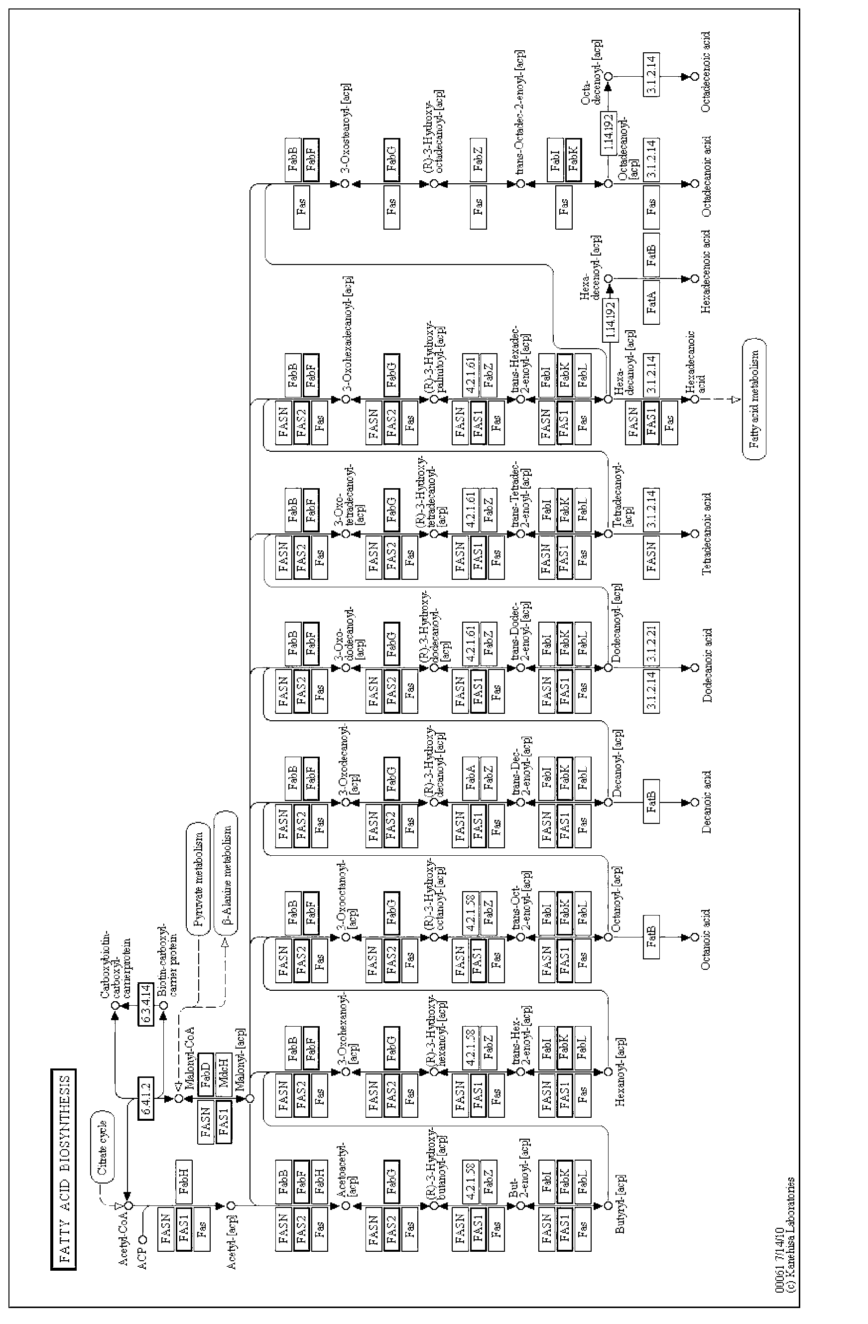 Enzyme for synthesizing cetyl-coenzyme A through cordyceps sinensis, gene and application thereof