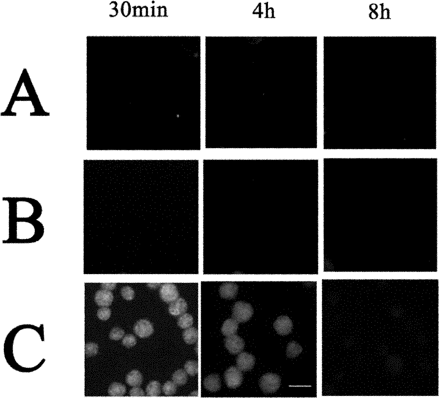 Eukaryon expression vector and application thereof to preparing medicament for inhibiting leukemia cell proliferation